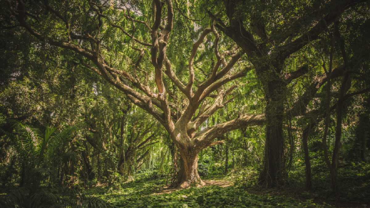 Large tree with sprawling branches in a dense, green forest